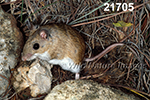 Peromyscus-leucopus tornillo